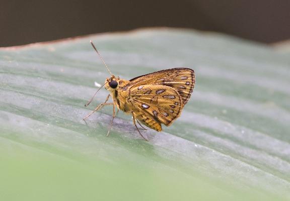 Argemma argyrosticta argyrosticta male UNS